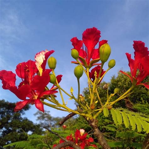 flamboyanté photos|100+ Free Flamboyant & Nature Images .